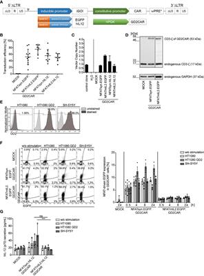 Generation of an NFκB-Driven Alpharetroviral “All-in-One” Vector Construct as a Potent Tool for CAR NK Cell Therapy